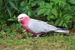 Galah